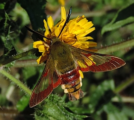 Broad-bordered Bee-hawk – Hemaris fuciformis